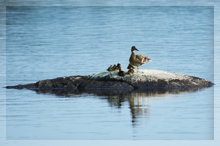 Protection of the Lake